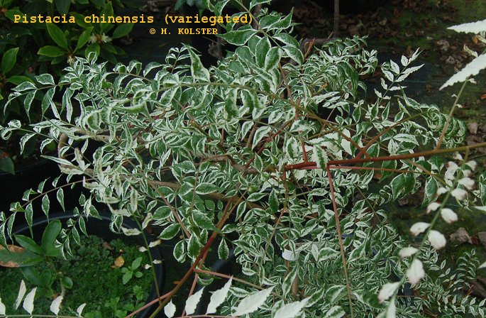 Pistacia chinensis 'White Snow' (79261)
