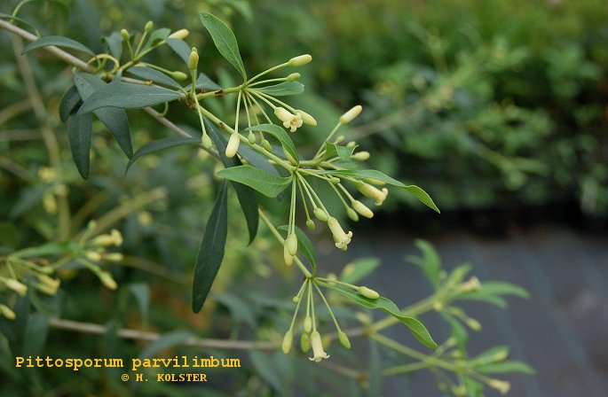 Pittosporum parvilimbum (79262)