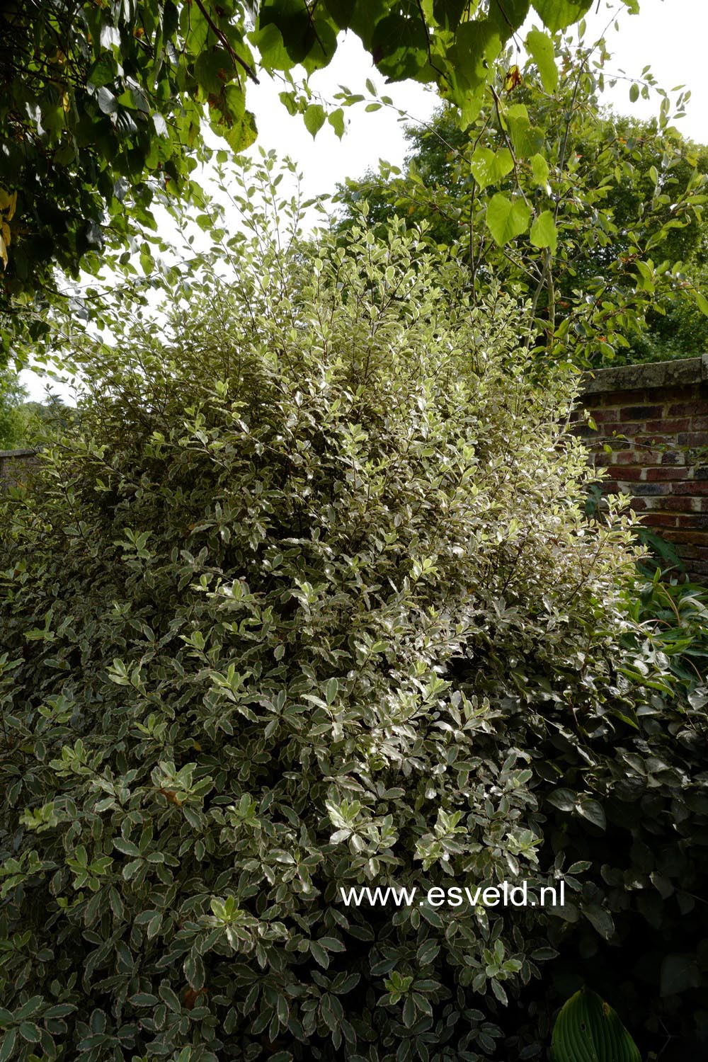Pittosporum tenuifolium 'Elizabeth' (B8677)