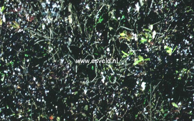 Pittosporum tenuifolium 'Purpureum' (5079)