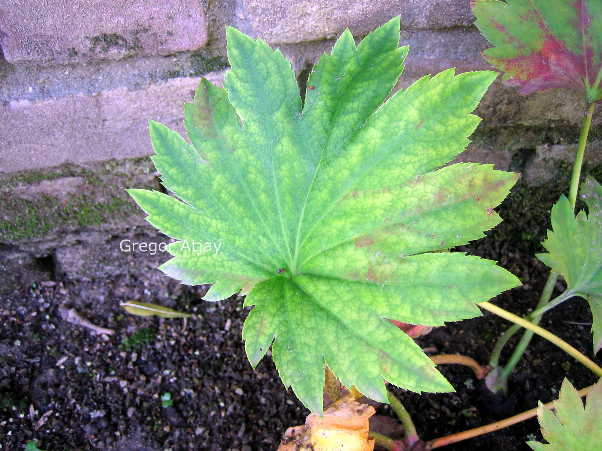 Podophyllum hexandrum (C8496)