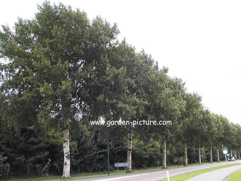 Populus alba (59923)