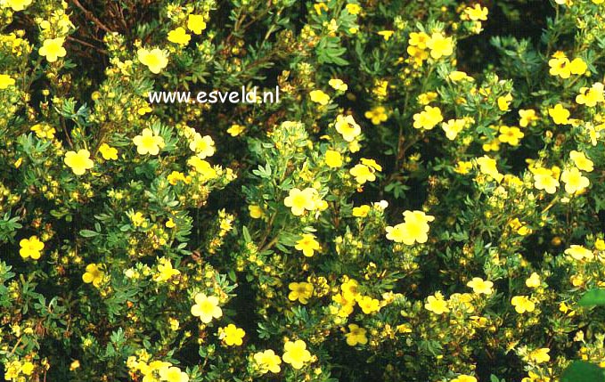 Potentilla fruticosa 'Maanelys' (7125)