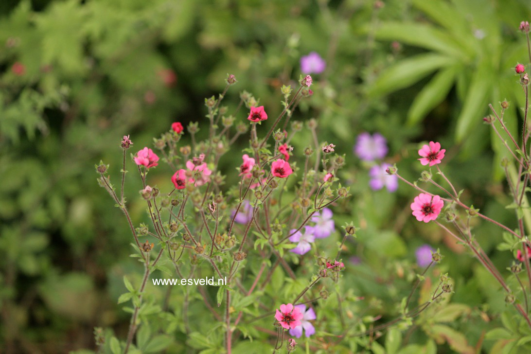 Potentilla nepalensis 'Ron McBeath' (64773)