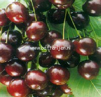 Prunus avium 'Summit' (88401)