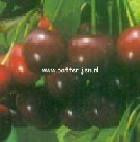 Prunus avium 'Sylvia' (88403)