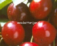 Prunus cerasus 'Dubbele Meikers' (88384)