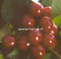 Prunus cerasus 'Kelleris 16' (MORELLENFEUER) (88390)