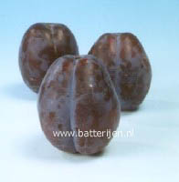 Prunus domestica 'Bluefre' (88448)