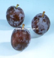 Prunus domestica 'Sanctus Hubertus' (88464)