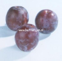 Prunus domestica 'Vroege Tolse' (88467)