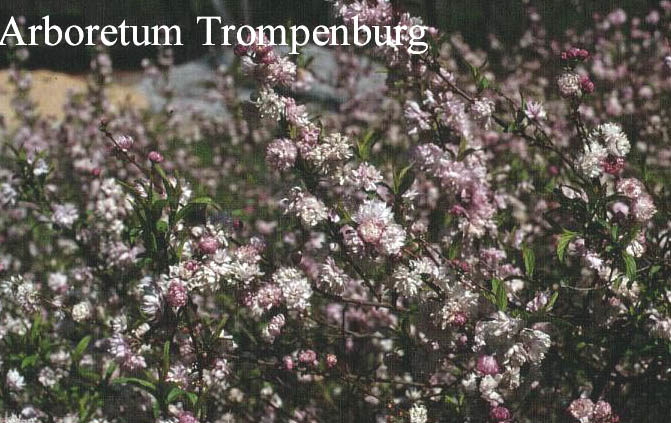 Prunus glandulosa 'Rosea Plena' (51569)