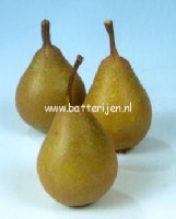 Pyrus communis 'Jut' (88426)