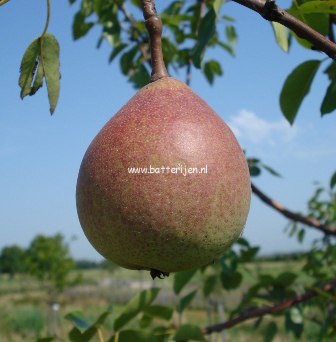 Pyrus communis 'Saint Remy' (88433)