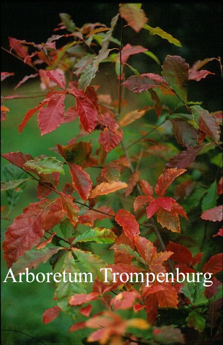 Quercus serrata (51600)