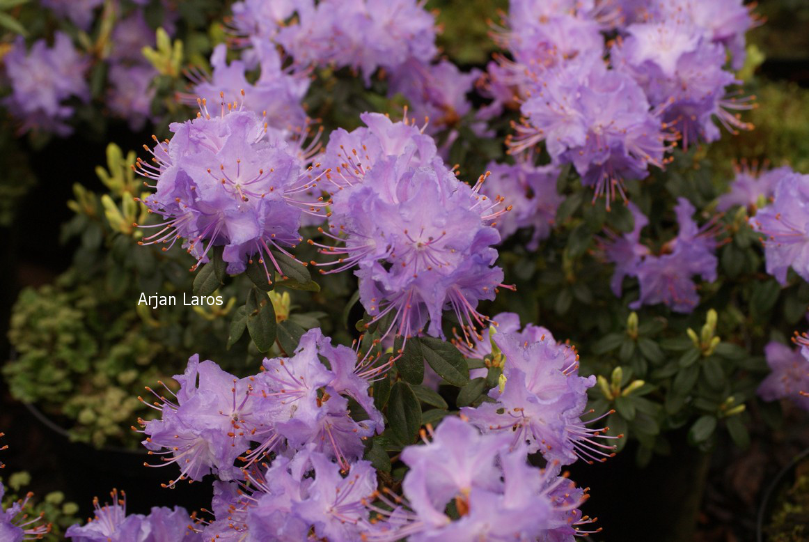 Rhododendron 'Blue Stone' (80579)