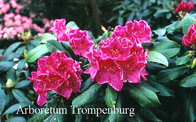 Rhododendron 'Claudine' (50694)