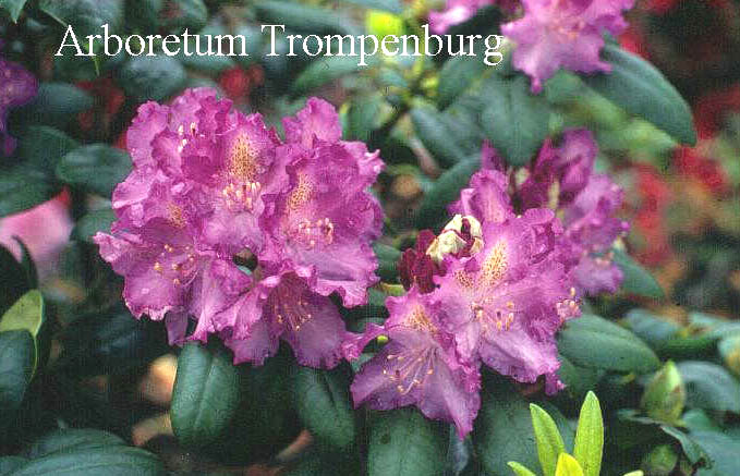 Rhododendron 'Everestianum' (50756)