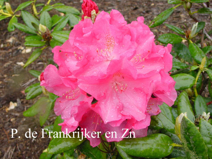 Rhododendron 'Turandot' (69148)