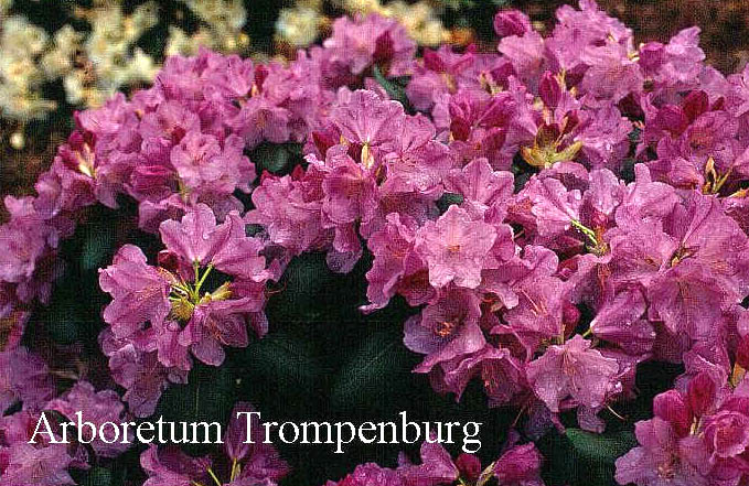 Rhododendron 'Vater Boehlje' (51137)