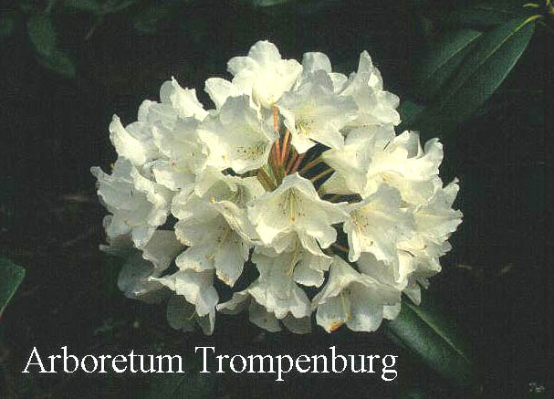 Rhododendron 'Yaku King' (51160)