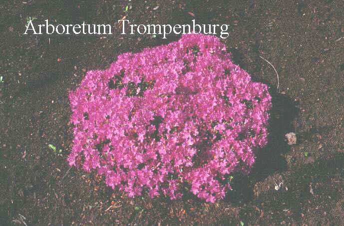 Rhododendron kiusianum 'Multiflorum'