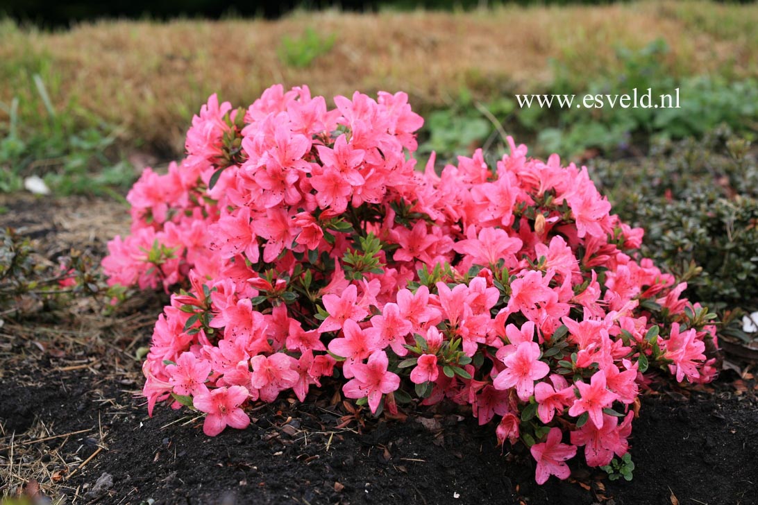 Rhododendron nakaharae 'Lemur'