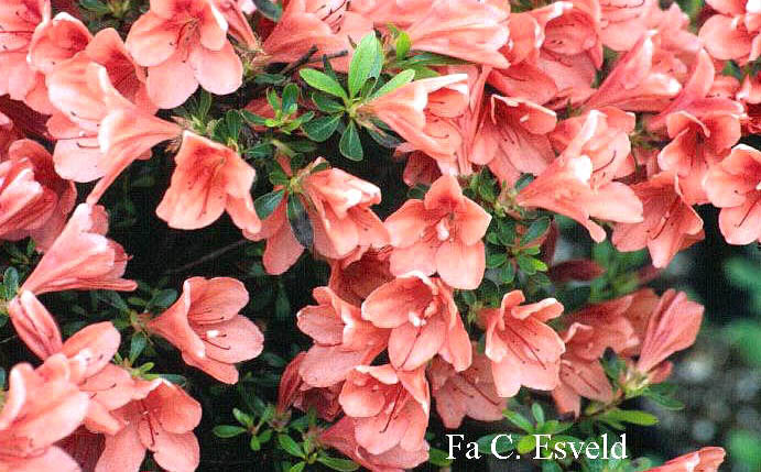 Rhododendron nakaharae 'Pink Cascade'