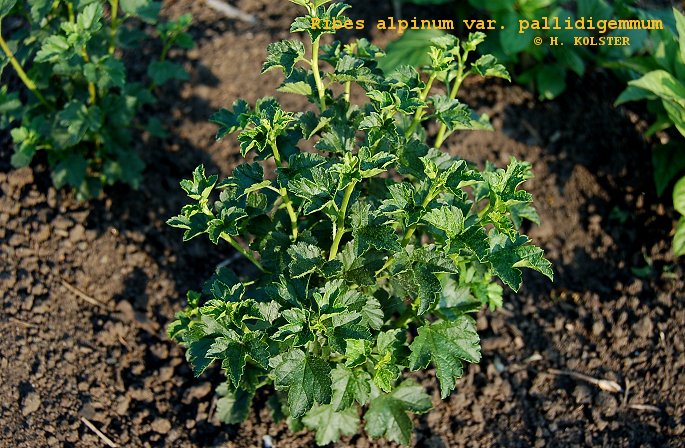 Ribes alpinum var. pallidigemmum (79270)