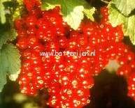 Ribes rubrum 'Rondom' (88505)