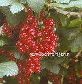 Ribes rubrum 'Rotet' (88506)