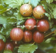 Ribes uva-crispa 'Whinham's Industry' (88524)