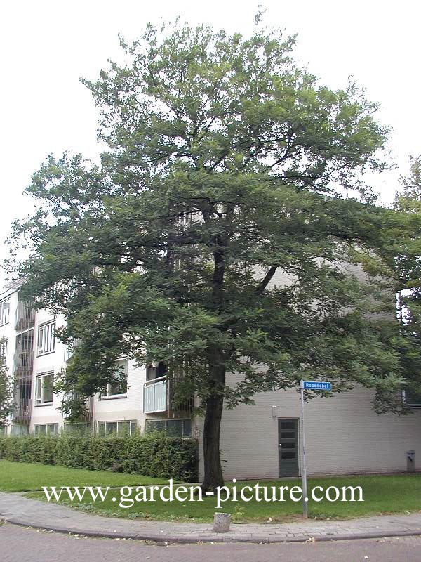 Robinia pseudoacacia 'Bessoniana' (59998)