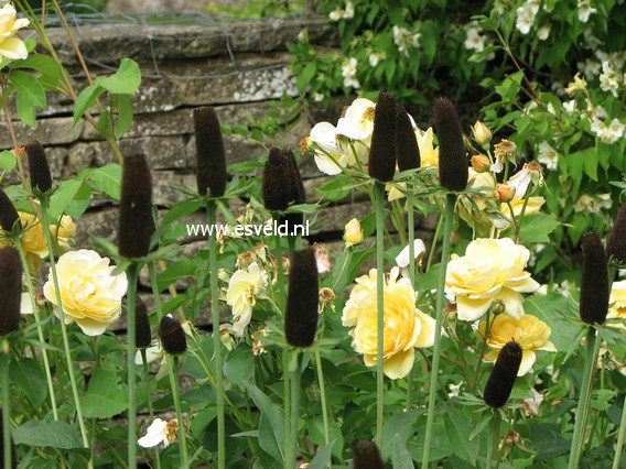 Rudbeckia occidentalis 'Green Wizzard' (88712)