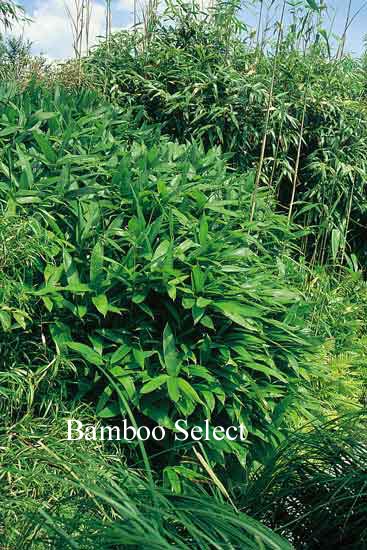 Sasa tsuboiana (61091)