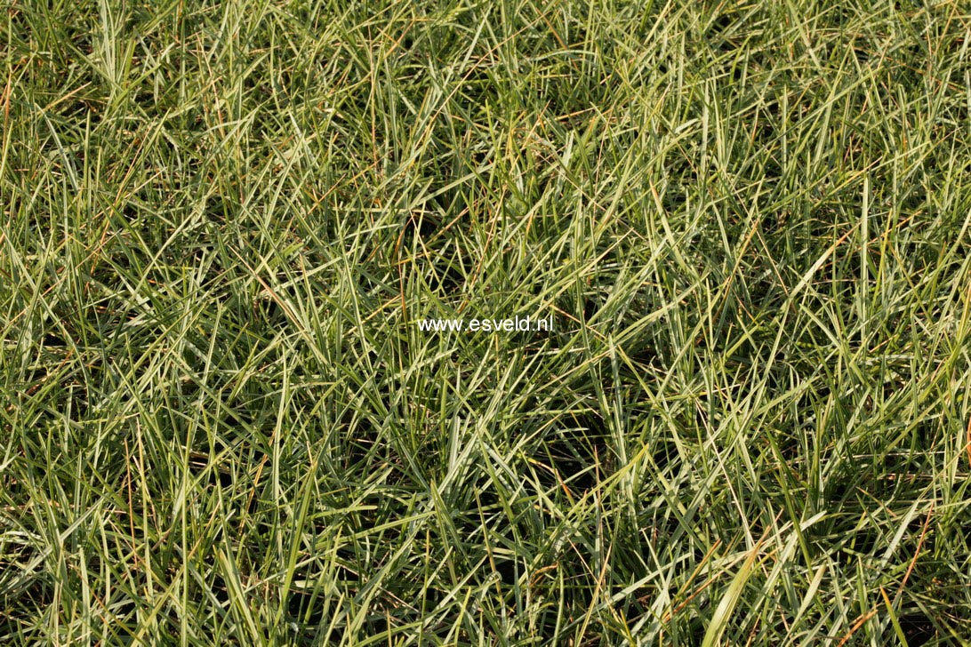 Sesleria heufleriana (48457)