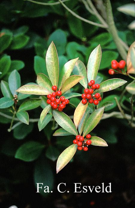Skimmia japonica 'Chilan Choice' (14431)