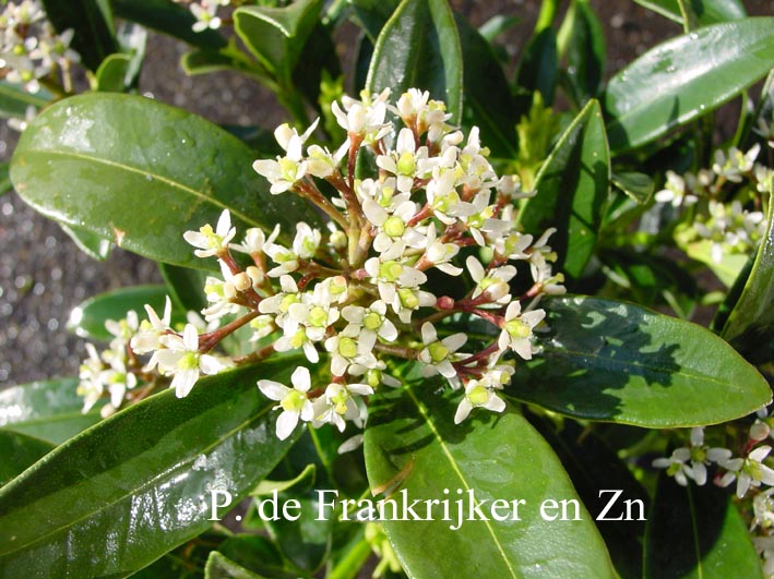 Skimmia japonica 'Keessen' (69856)