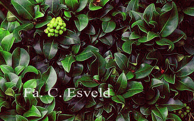 Skimmia japonica 'Undulata' (9193)