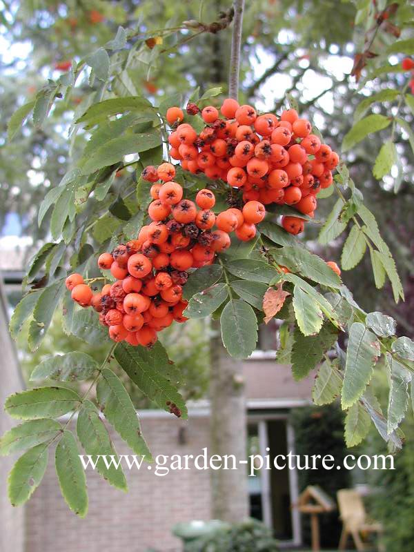 Sorbus arnoldiana 'Schouten' (58041)