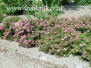 Spiraea japonica 'Crispa' (69471)