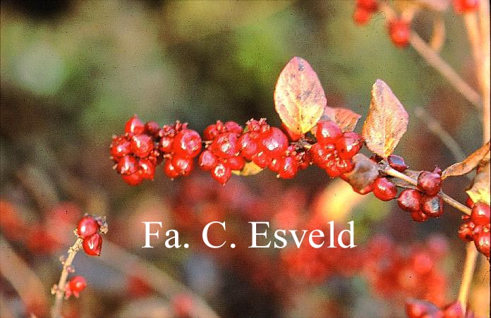 Symphoricarpos orbiculatus (13538)