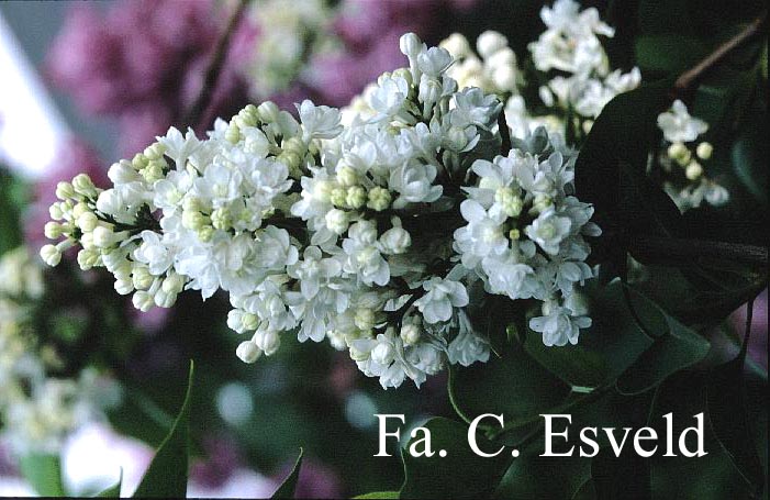 Syringa vulgaris 'Miss Ellen Willmott' (14037)