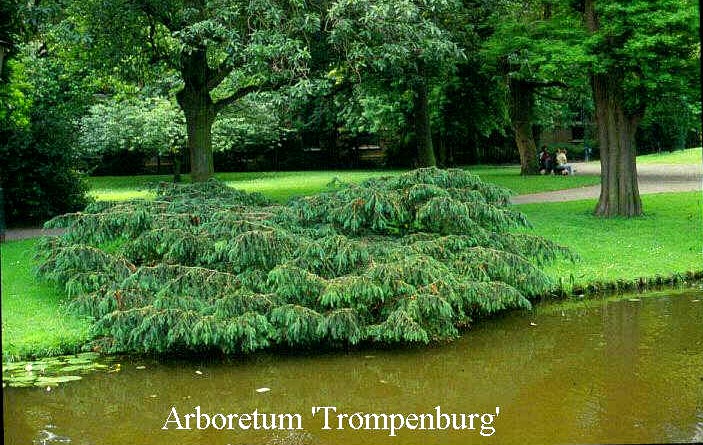 Taxus baccata 'Dovastoniana' (50475)