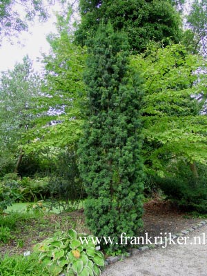 Taxus cuspidata 'Stricta' (69484)