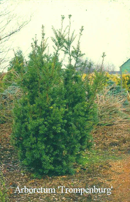 Taxus media 'Hicksii' (50486)