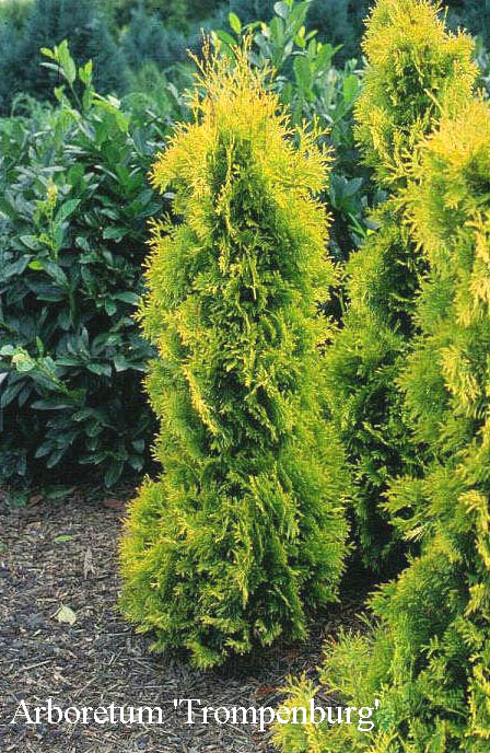 Thuja occidentalis 'Yellow Ribbon' (50513)
