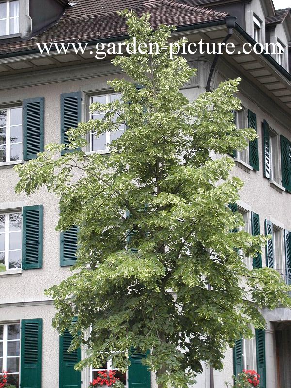 Tilia americana 'Nova' (89112)