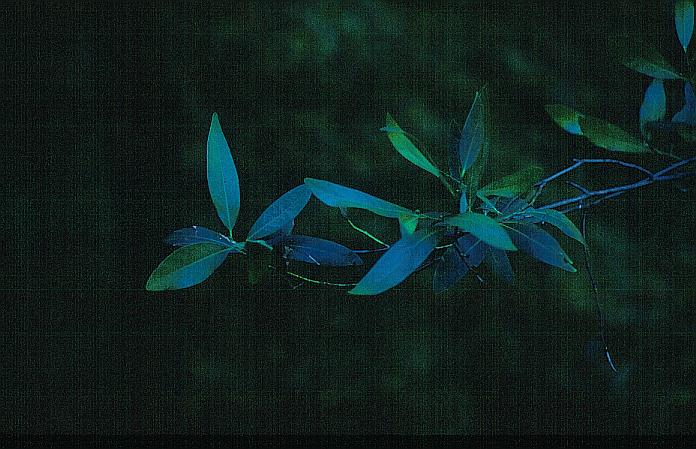 Umbellularia californica (91071)