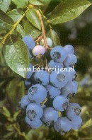 Vaccinium corymbosum 'Northland' (88481)